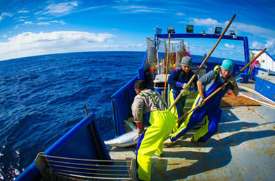 شركة صيد أسماك اللوتس تساعد العملاء على مكافحة الفيروسات التاجية!